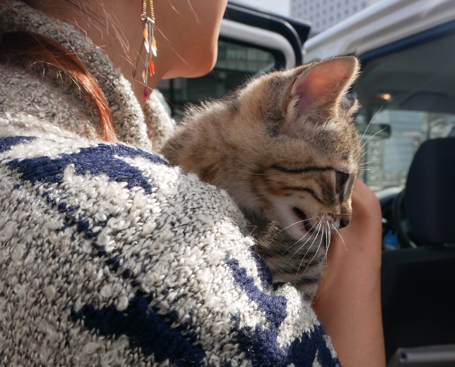 子猫,里親,こねこ