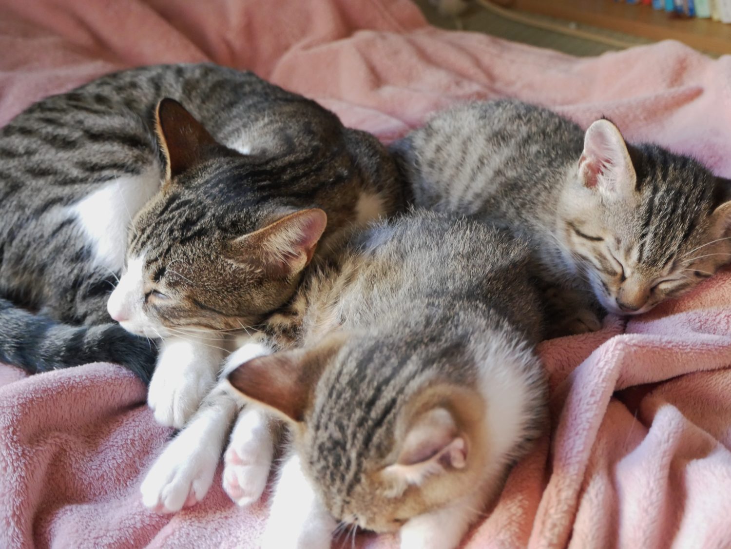 子猫,里親,ねこ,きじねこ,