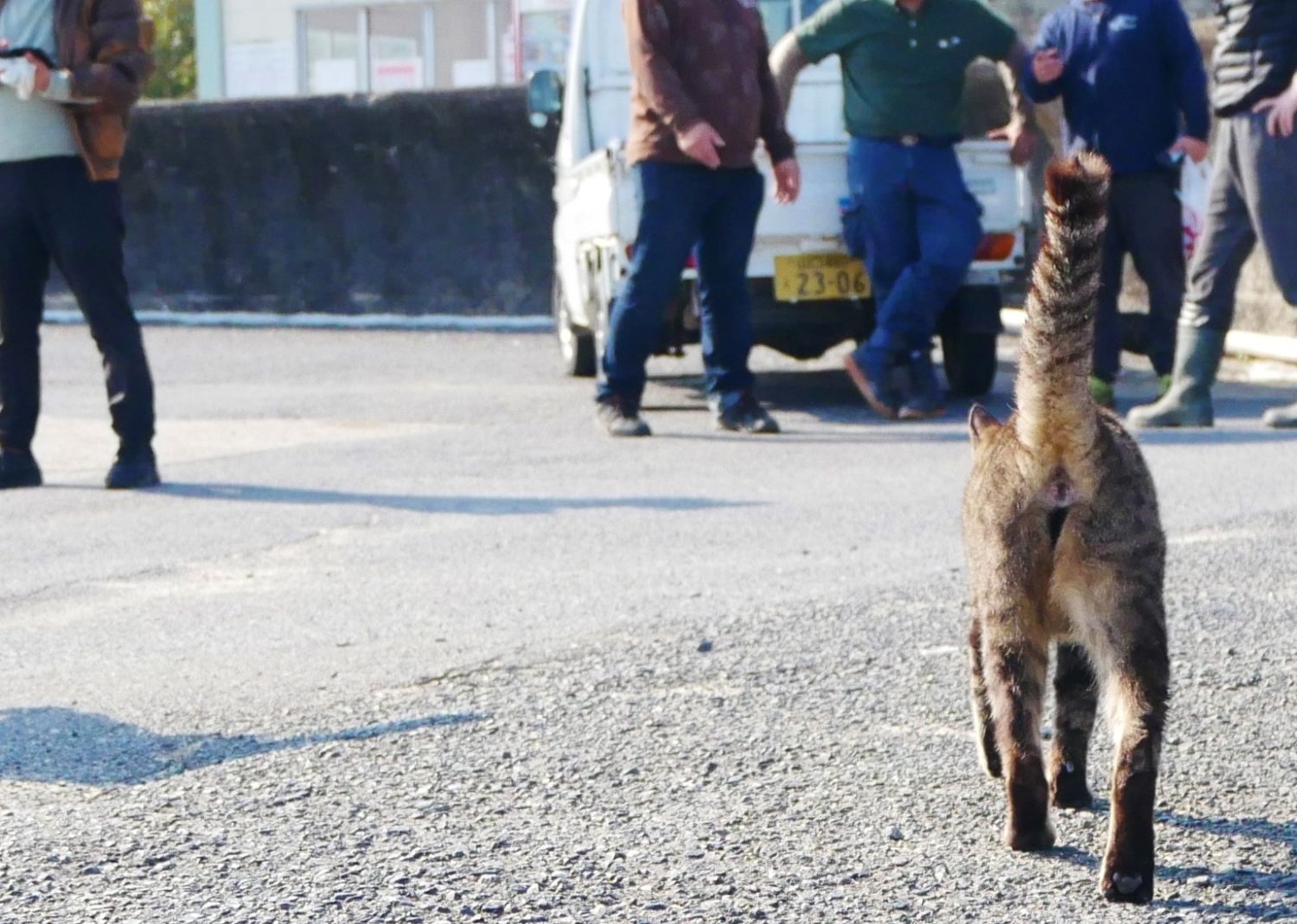 大津島ねこ