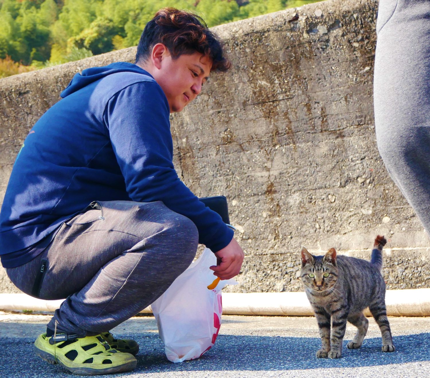 大津島ねこ