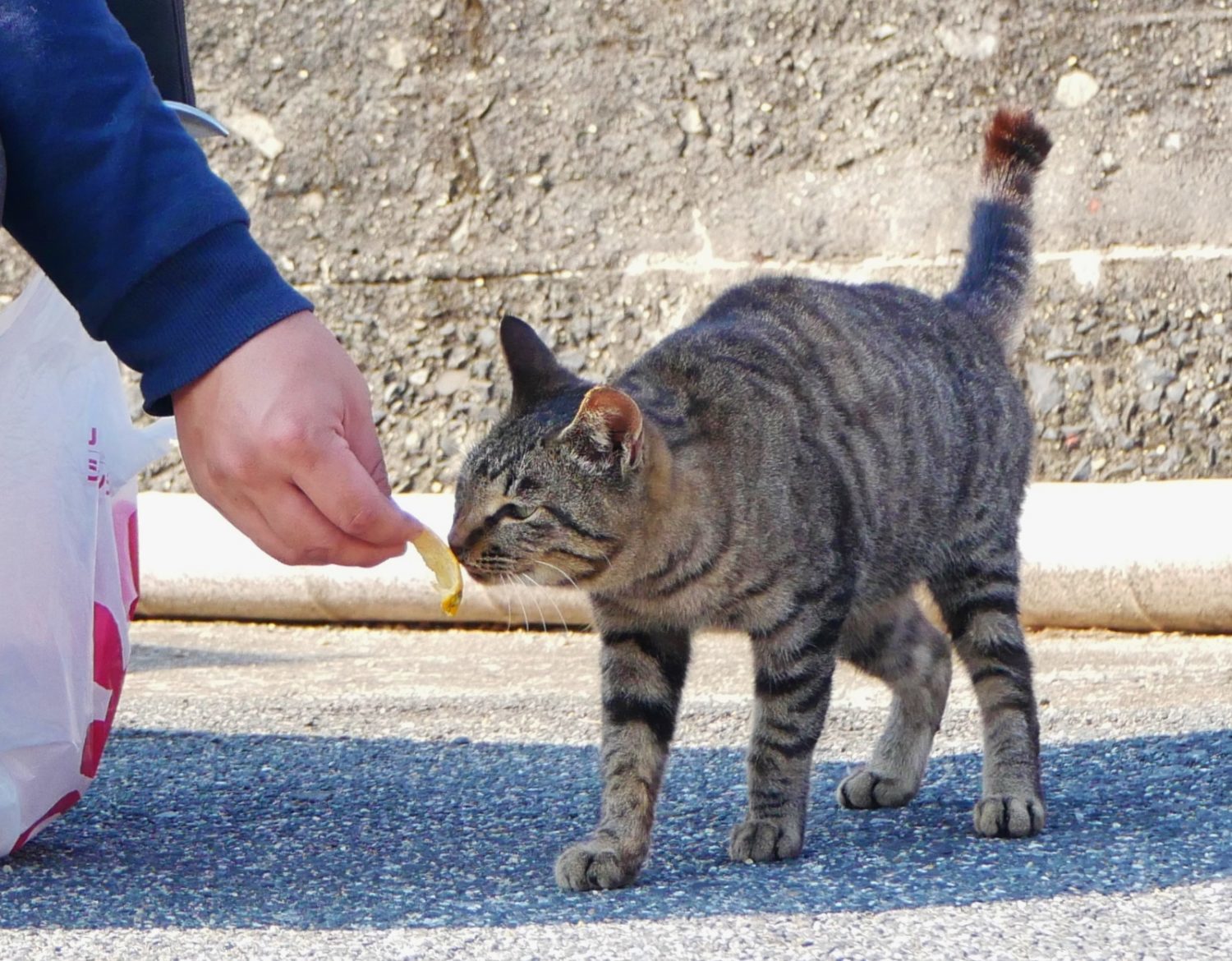 大津島ねこ