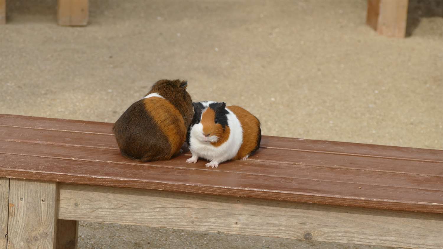 るんちゃるんちゃモルモット