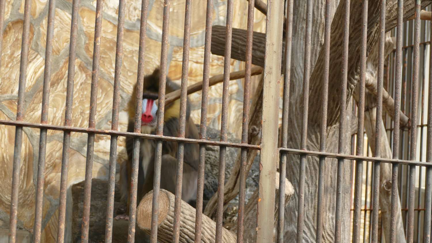 徳山動物園マンドリル