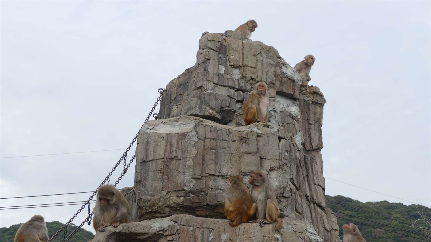 徳山動物園のサル