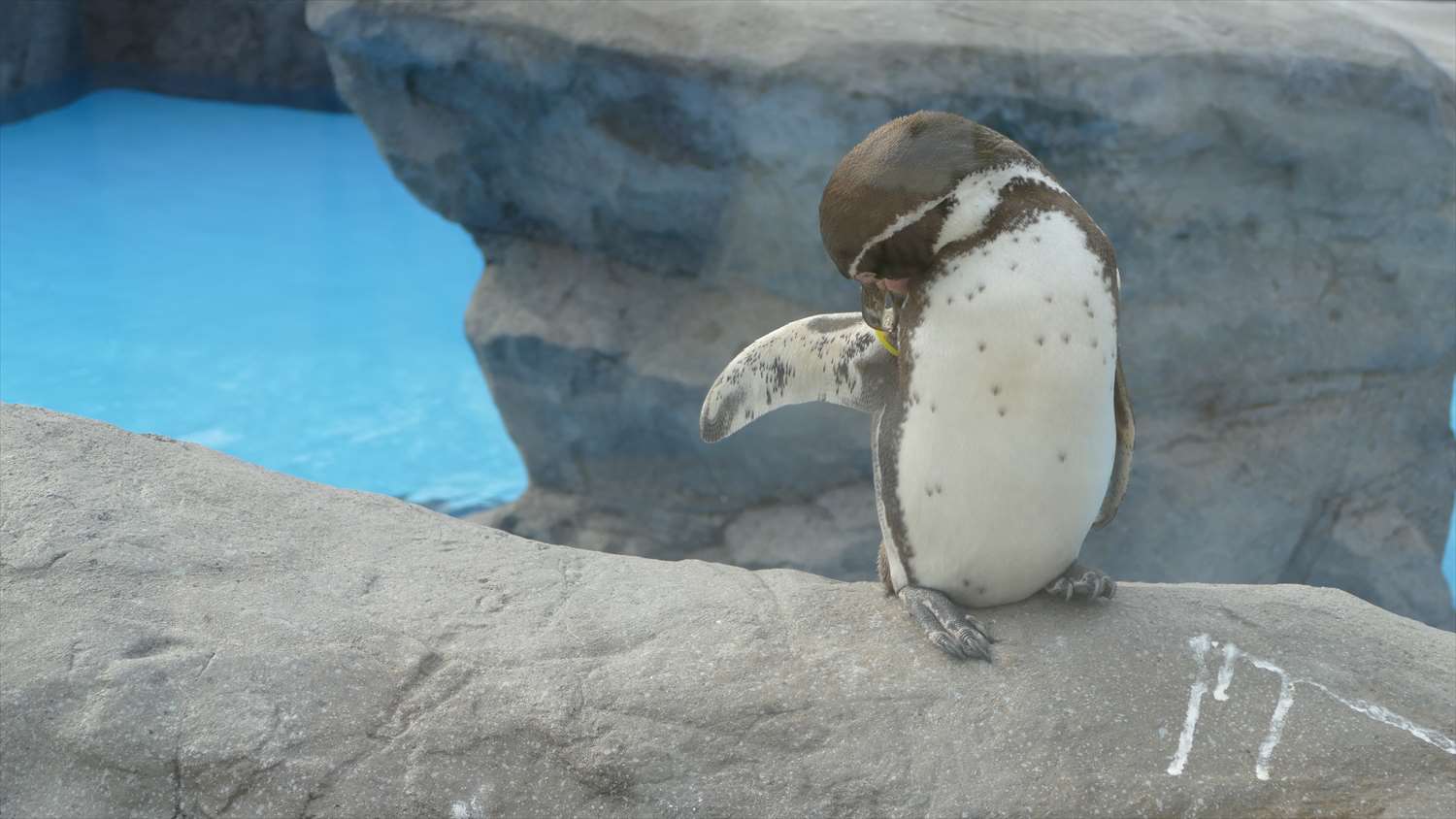 徳山動物園ペンギン