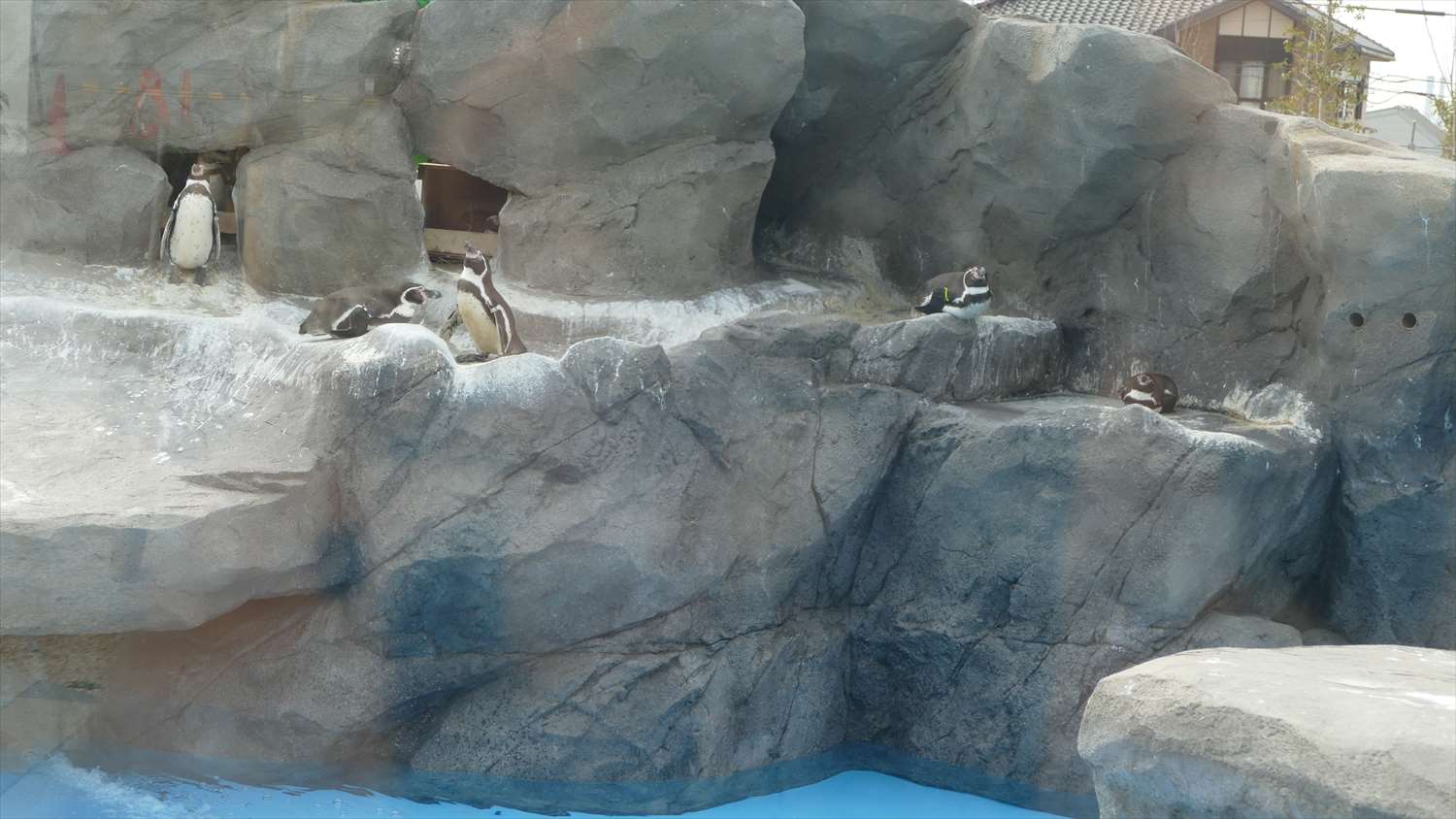 徳山動物園ペンギン