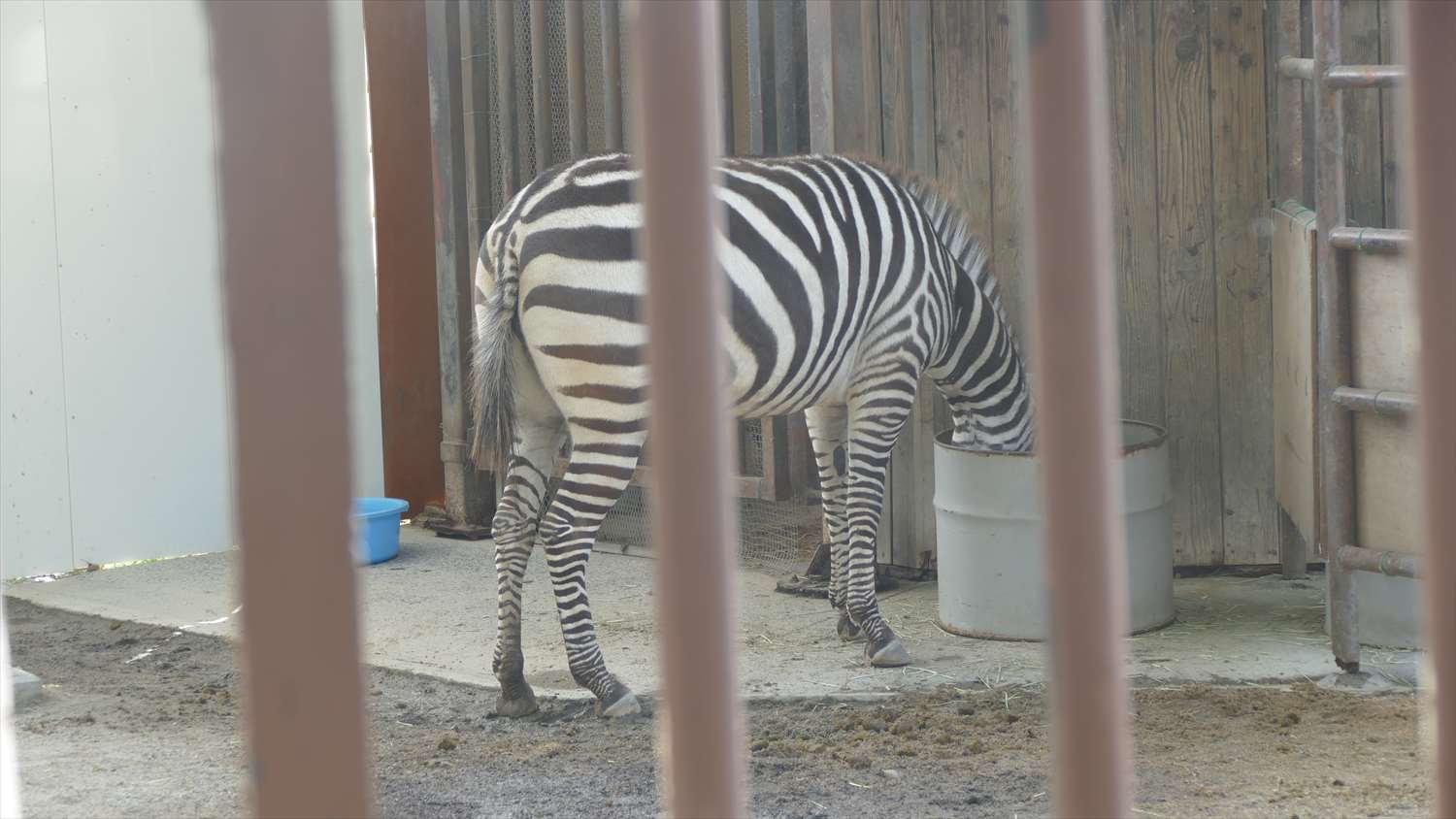 徳山動物園しまうま