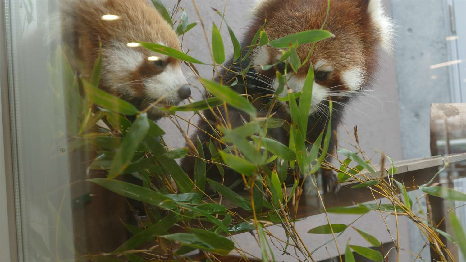 徳山動物園レッサーパンダ