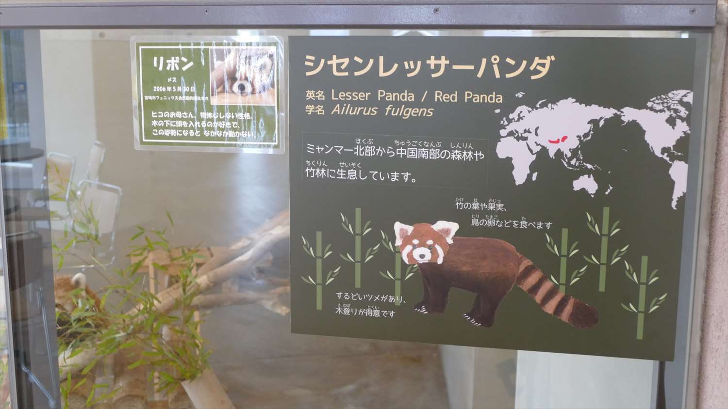 徳山動物園レッサーパンダ