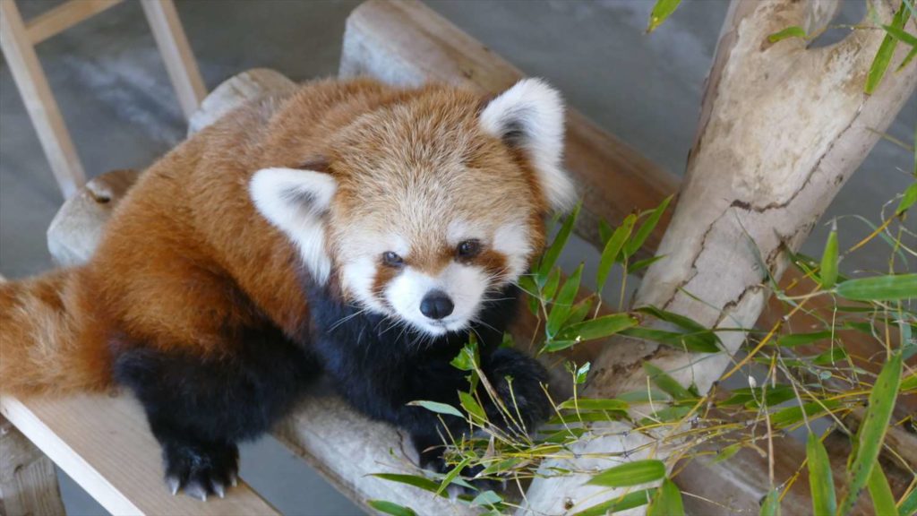 徳山動物園のリニューアル知ってる 飼育 広報担当の重永さんに聞いたお薦めの過ごし方