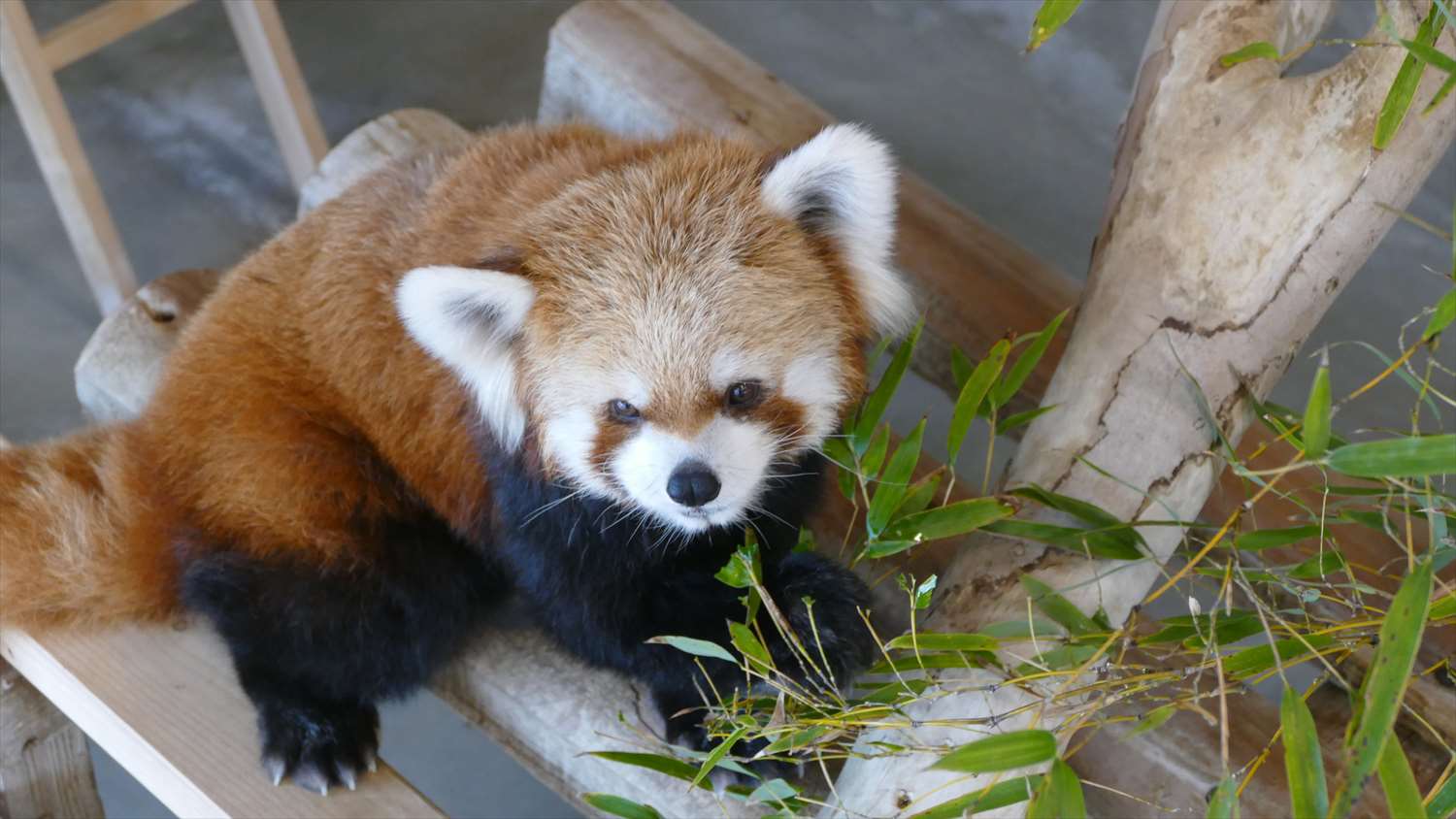 徳山動物園レッサーパンダ