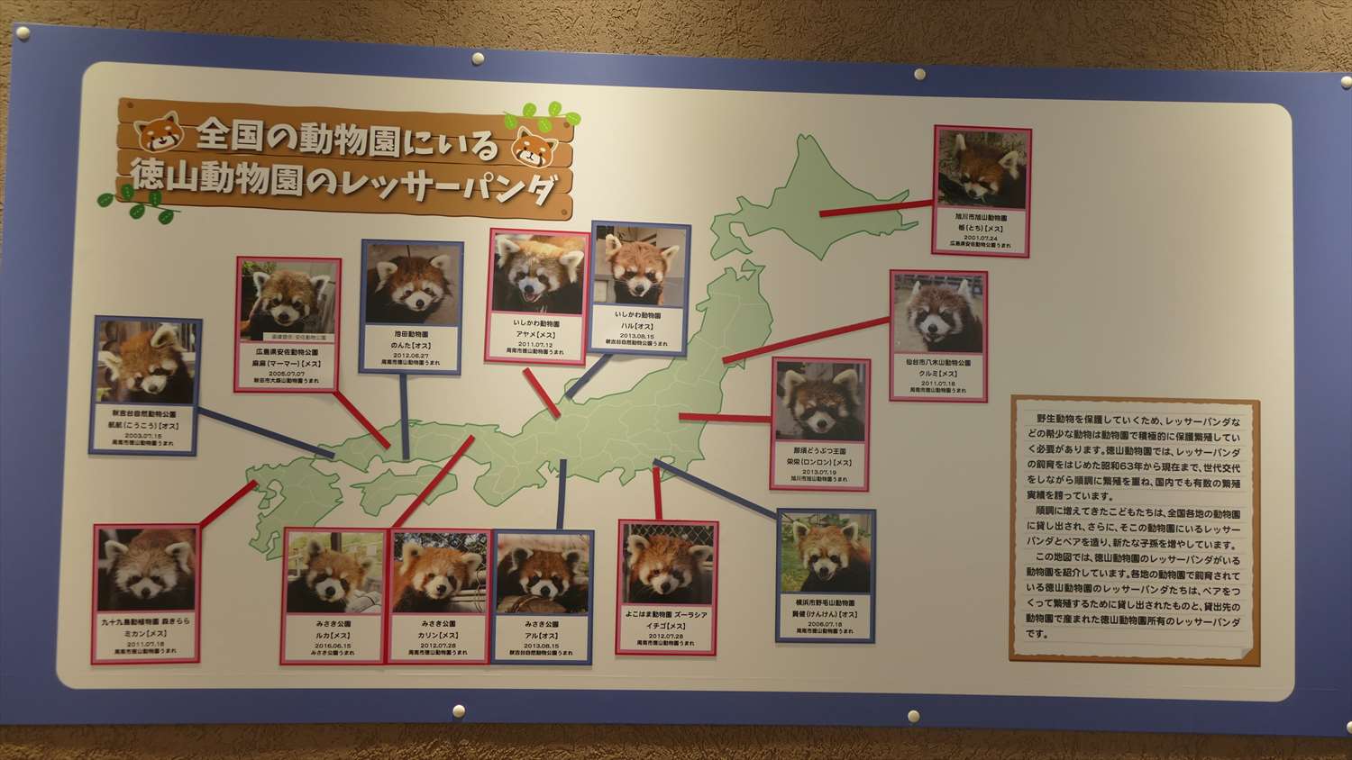 徳山動物園レッサーパンダ