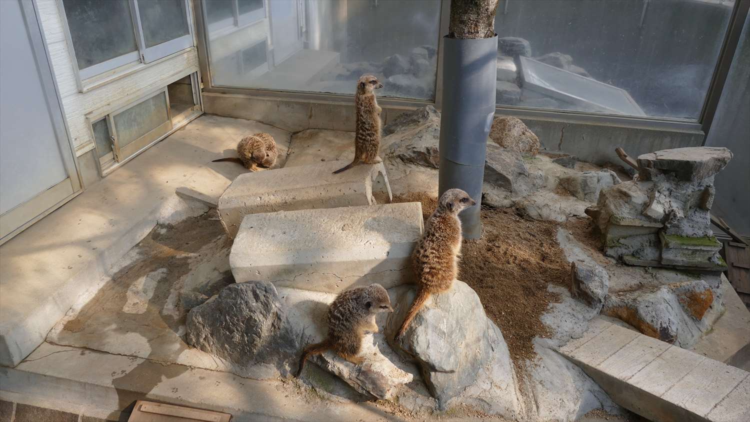 徳山動物園ミーアキャット