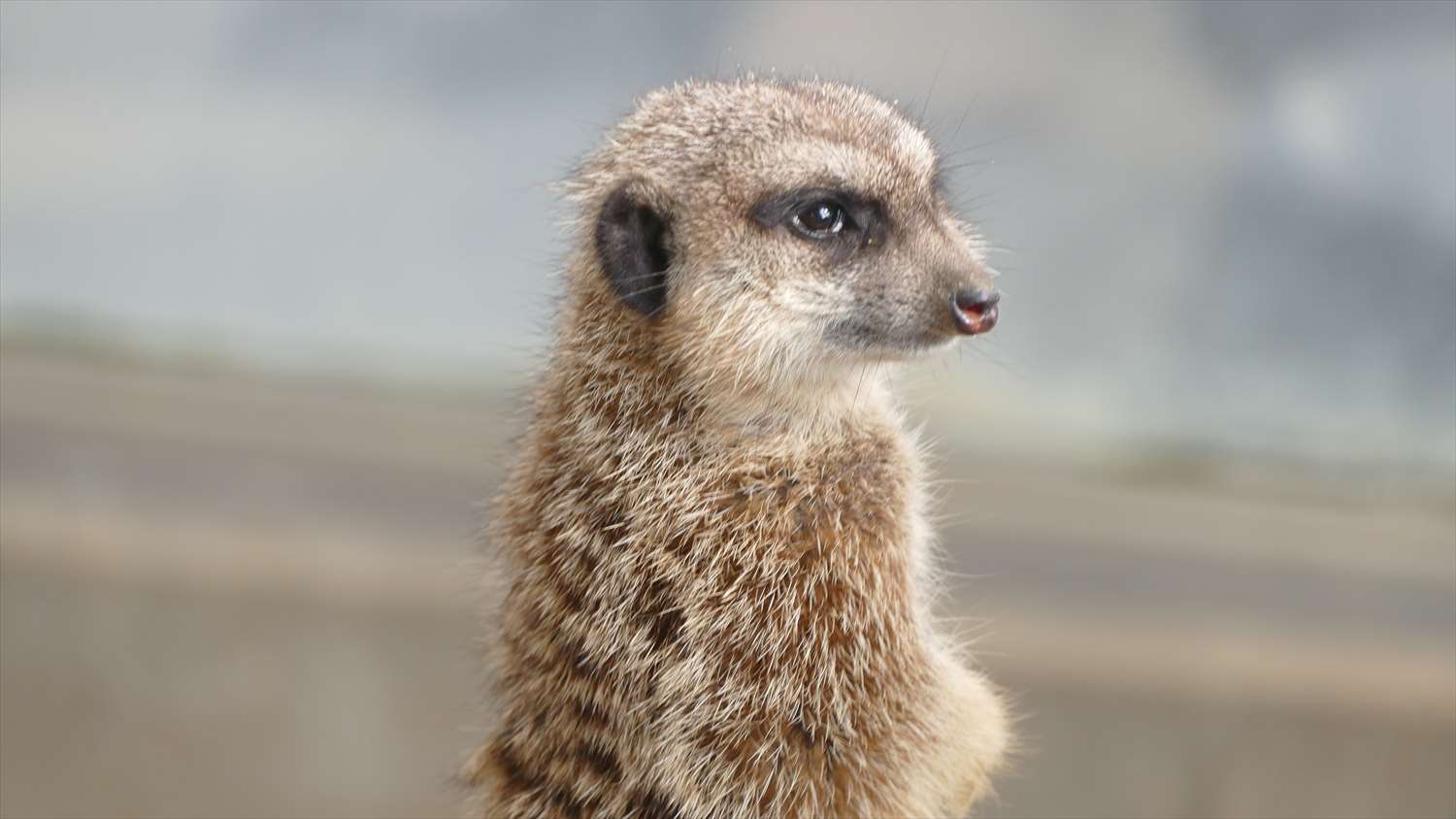 徳山動物園ミーアキャット