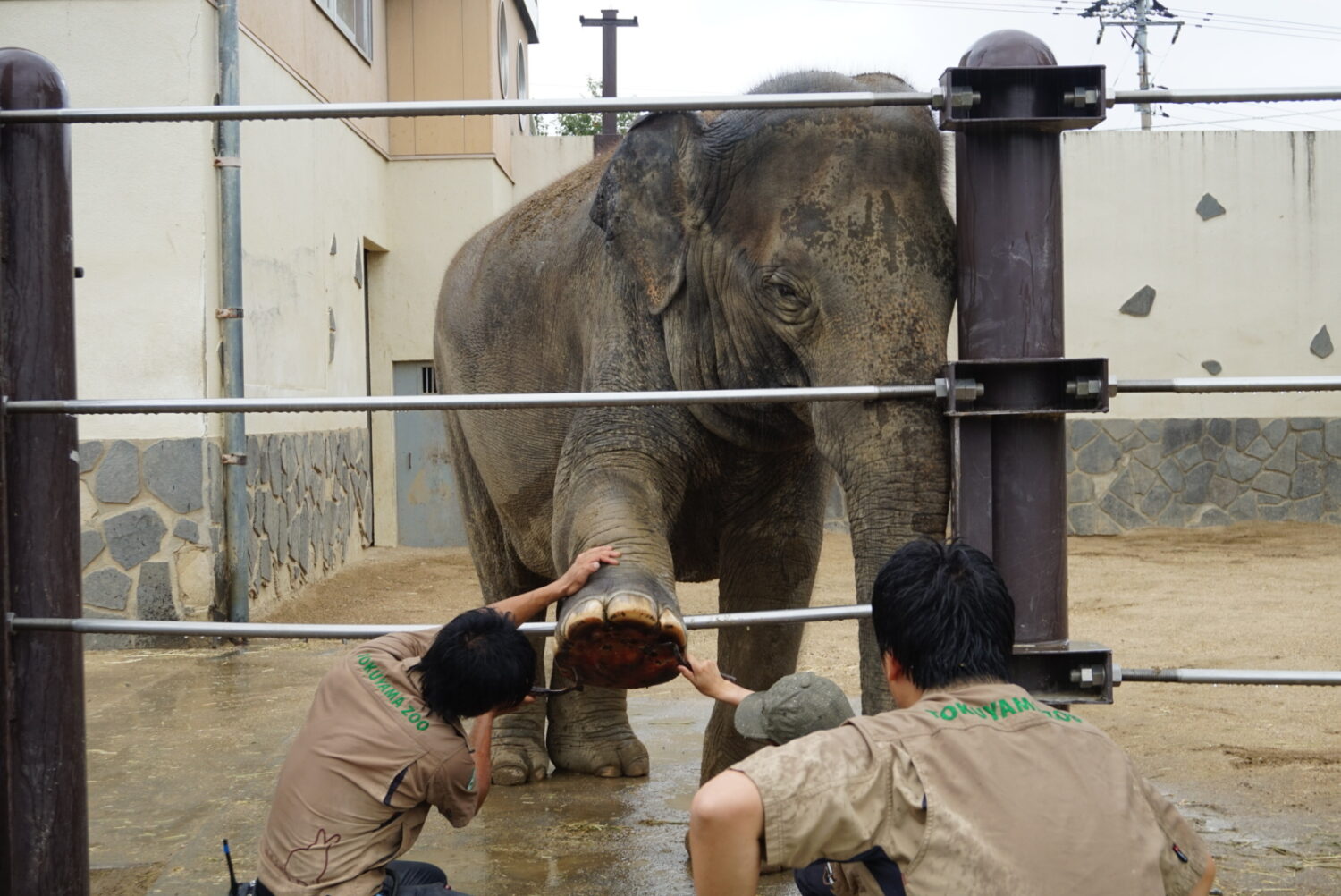 徳山動物園のかわいい動物たちを紹介 No 1 スリランカゾウ 徳山動物園のかわいい動物たちを紹介 No 1 スリランカゾウ