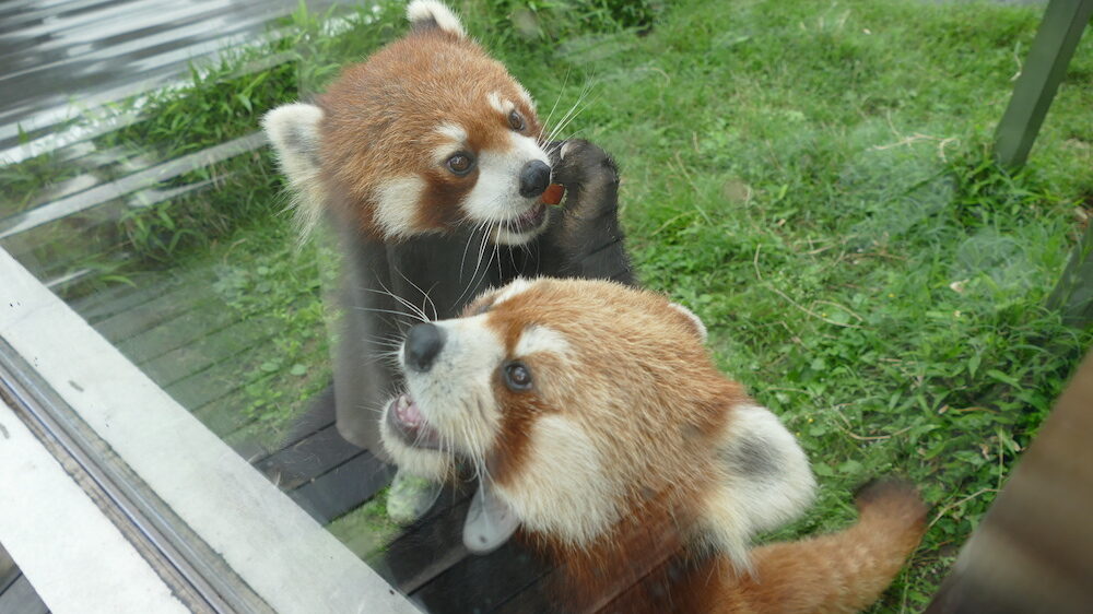 徳山動物園のかわいい動物たちを紹介 No 3 レッサーパンダ