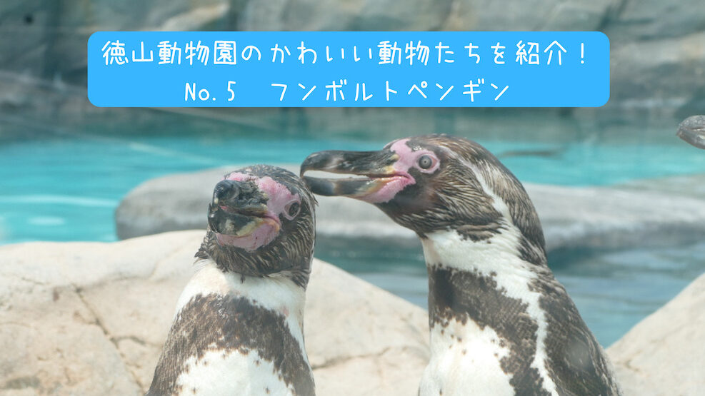 徳山動物園のかわいい動物たちを紹介 No 5 フンボルトペンギン
